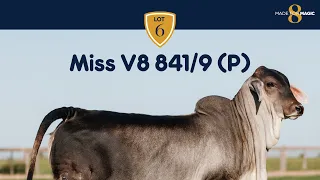 Miss V8 841/9 (P) Black Polled Brahman Heifer from Made for Magic VIII Online Sale