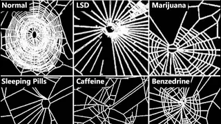 When NASA gave spiders drugs to see how it affected their webs.