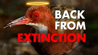 RESSURECTION BIOLOGY: How Extinct Animals Come Back to Life