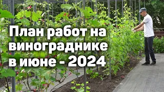 План работ на винограднике в Июне 2024