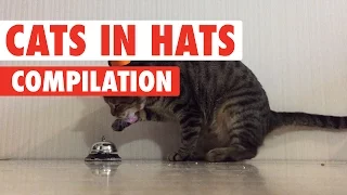 Funny Cats In Hats Video Compilation 2017