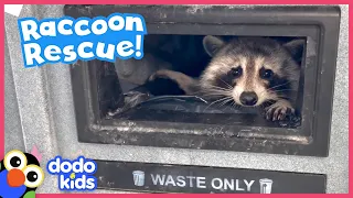 Stubborn Raccoon Refuses To Be Rescued…Why? | Dodo Kids | Rescued!