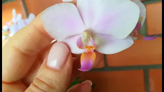 К ЛЕТНЕМУ ЦВЕТЕНИЮ ГОТОВЫ❣️🌱🌱🌱#phalaenopsis #фаленопсис #orhids #flores #legato ❣️❤️😍👍🦋🌸🌸🌸