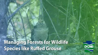 Managing Forests for Wildlife Species like Ruffed Grouse