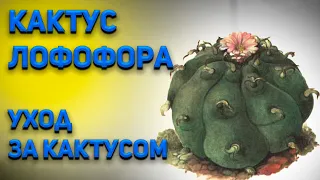 Кактусы Лофофора ( Lophophora) . Уход за кактусом.