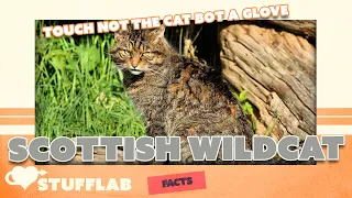 Facts About the Scottish Wildcat | Facts | Stuff Lab