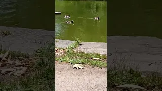 3 male Mallard ducks.