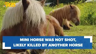 Necropsy finds Maple Valley mini horse was not shot, likely killed by another horse