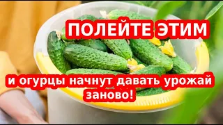 СПАСАЕМ ОГУРЦЫ ОТ ВСЕХ БОЛЕЗНЕЙ + ИДЕАЛЬНАЯ ПОДКОРМКА!