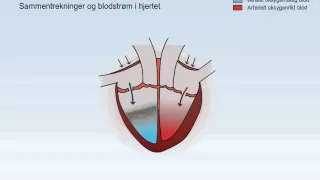 Sirkulasjonssystemet