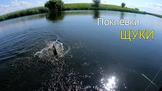 Ловля щуки на мелководье с берега.