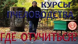 Ищу курсы по пчеловождению.  Где отучиться на пчеловода? Какие знания хочу получить. Цена обучения