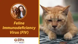 Dr. Becker Discusses Feline Immunodeficiency Virus (FIV)