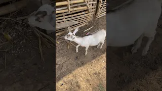 Native goats Philippines 🇵🇭 PLAYING #farming #farmer #philippines
