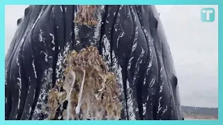 Whale Breaches On Boat Scraping Off Barnacles