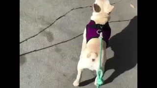 Butter the French Bulldog Walkies Cam 📹