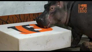 Hippo Fiona Picks the Bengals to Win - Cincinnati Zoo