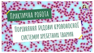 Практична робота. Порівняння будови кровоносної системи хребетних тварин