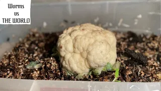 Cauliflower vs Worms | 25 Day Time Lapse Fast Playback