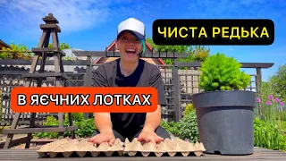 Посів редиски.