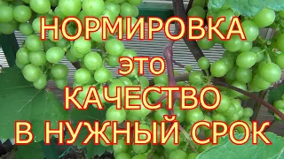 Виноград созреет раньше. РЕЗУЛЬТАТ нормировки ГРОЗДЕЙ