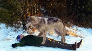 Волк пробудил егеря от вечного сна, явившись в критический момент. Такое не забыть