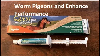 Worm Pigeons and Enhance Racing Performance