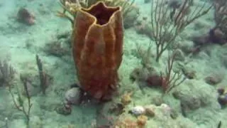 Сады Карибского моря(Dominicana underwater)