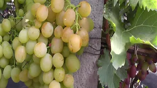 Сорт винограда "Нельсон" - сезон 2020 # Grape variety "Nelson" - season 2020