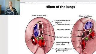 Anatomy for applied medical science(Radiology Department) 15 (Lungs , part 2), by Dr.Wahdan