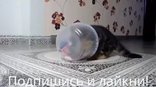 ЛУЧШИЕ ПРИКОЛЫ 2017 Январь   Best Coub, Funny videos   ПРИКОЛ   подборка приколов   Смешное видео 28