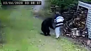 This Man Messed With The WRONG Bear...