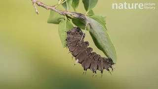 Timelapse of a Cairns birdwing butterfly caterpillar metamorphosing into a chrysalis, Australia