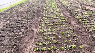 Высадили рассаду петрушки. лука, салата и шпината. Всё требует полива.