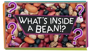 What's Inside a Bean? - #sciencegoals