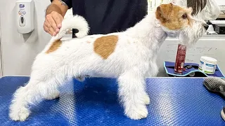 Stripping a Jack the Jack Russell