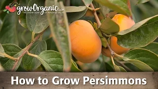 How To Grow Organic Persimmons