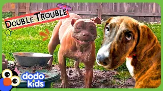 These Dogs Keep Making The BIGGEST Messes! | Dodo Kids | Bad Boys And Girls