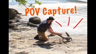 WATER MONITOR LIZARD CAPTURE (POV GoPro)