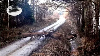 Roe deer and red deer hunting in January 2022 - last driven hunt