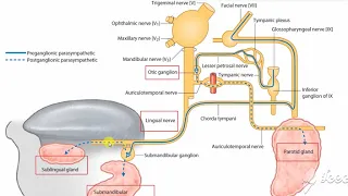 Submandibular salivary gland nerve supply 1