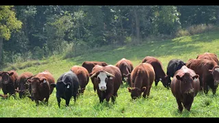 The Art of Grass-Finishing Cattle - Virtual Field Day