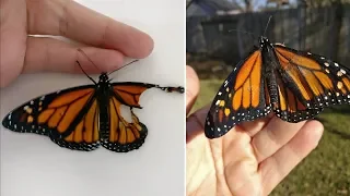 Когда девушка нашла эту бабочку со сломанным крылом, то пришла к самому вдохновляющему решению!