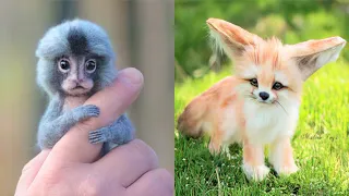 15 Cutest Exotic Animals You Can Own As Pets