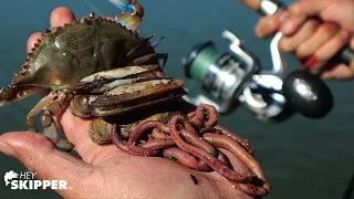 Fishing Bait Showdown: Which Bait Works Best? (Crabs vs Clams vs Worms)