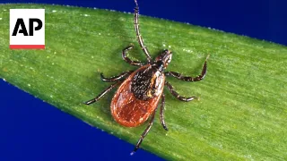 Here's how to protect yourself this tick season