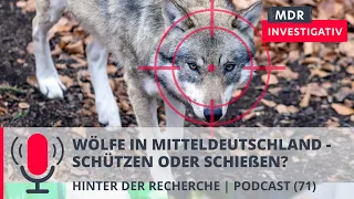 Wölfe in Mitteldeutschland: Schützen oder Schießen? | Podcast MDR Investigativ | MDR