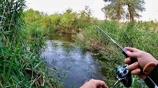 Здесь РЫБА не видела ЧЕЛОВЕКА! Дикие места в непроходимом ручье