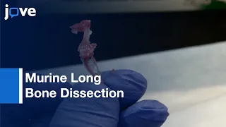 Long Bone Dissection