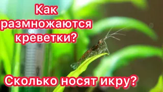 КАК РАЗМНОЖАЮТСЯ КРЕВЕТКИ || ЦИКЛ ОТ ИКРИНКИ ДО КРЕВЕТКИ🥚🦐